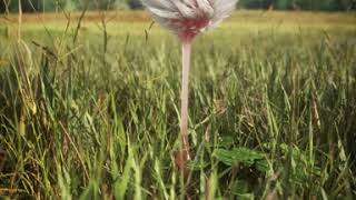 Fuzzy Wuzzy