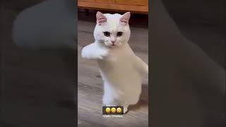 Top Animal Expert Reveals MOST SHOCKING Cat Reaction