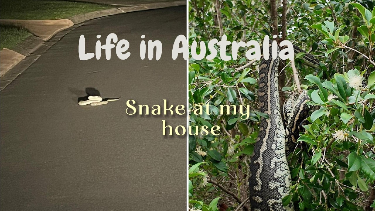 (호주일상)Only in Australia! Snake in Our Backyard/마당에 뱀이 나오는 나라, 호주
