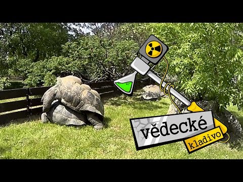 Video: Jak Zalévat želvy