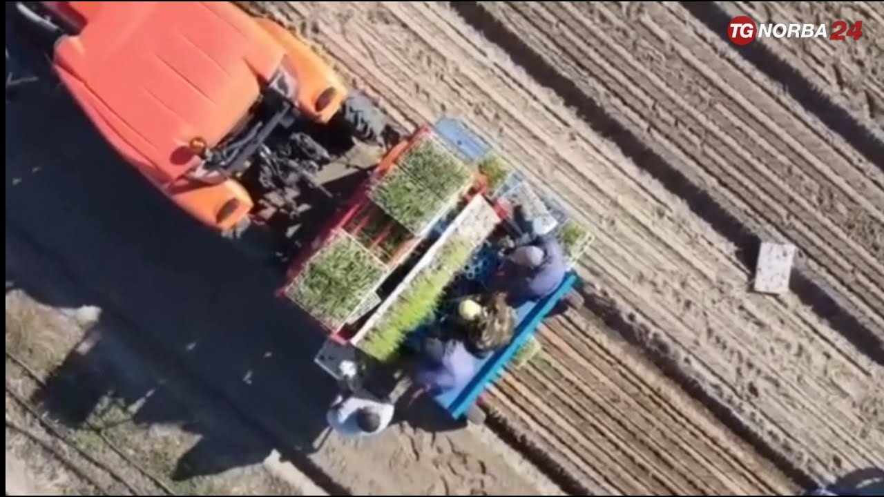 Margherita di Savoia, la raccolta meccanica della cipolla