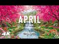 April 2026 – Spring Flowers 4K 🌸 A World of Flowers, Cherry Blossoms and Gentle Morning Glow