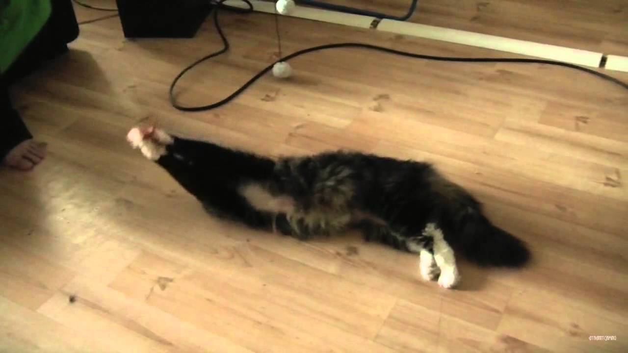 ❀✿ AyaAnny Cats video ❀✿ 28