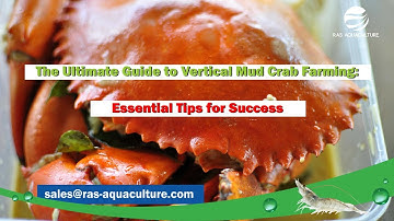The Ultimate Guide to Vertical Mud Crab Farming: Essential Tips for Success