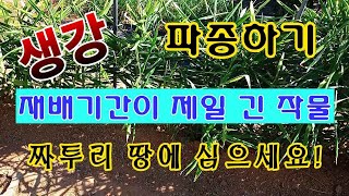 [텃밭농부.993] 생강파종. 짜투리 땅에 심어서 황금을 캐세요.