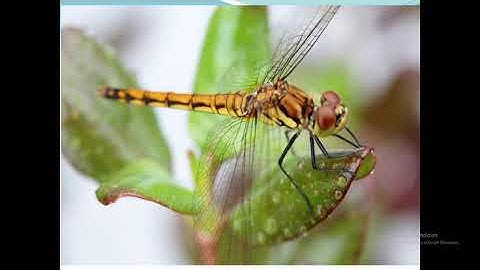 LTVC TUAN 22: Chủ ngữ trong câu kể "Ai thế nào?