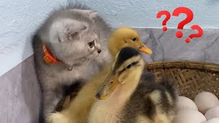 The funny cat thinks he can hatch eggs, while the ducklings are curious.  Funny Animal.Cute Pets