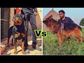 Rottweiler vs German Shepherd which is Best for you