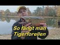 So fängt man Tigerforellen