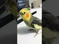 KUKİ KUK Birds Cockatiel Parrot Cockatoo Cute Funny Pets Cuteparrot Talkingparot Cutebird KUKİ KUK Birds Cockatiel Parrot Cockatoo Cute Funny Pets Cuteparrot Talkingparot Cutebird