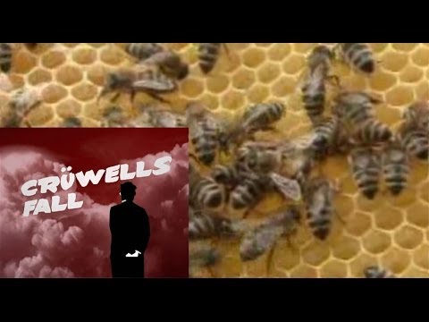 Video: Wie fügsam sind Honigbienen?