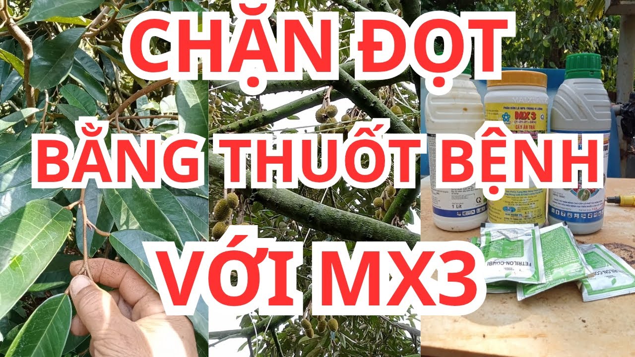 CHẶN ĐỌT SẦU RIÊNG BẰNG THUỐT BỆNH,VỚI MX3.  @dũngnhiTV-s8r ​