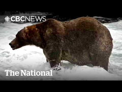 Fat Bear Week crowns ‘89 Backpack’ its champ | The Moment