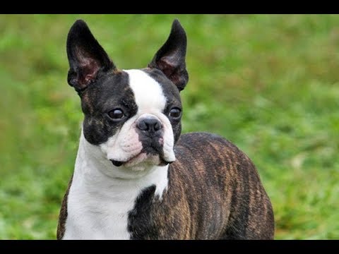 DICAS DE COMO CUIDAR DE UM BOSTON TERRIER!