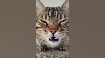 POV: Your cat just discovered catnip #cat #catlovers #catvideos #funny #catshorts #ai #foryou #pets