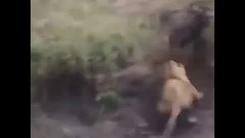 Qual è il maschio della bufala?