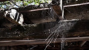 Spiderweb 01 / Free Stock Footage