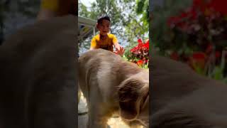 Pet friendly stays should be like THIS!