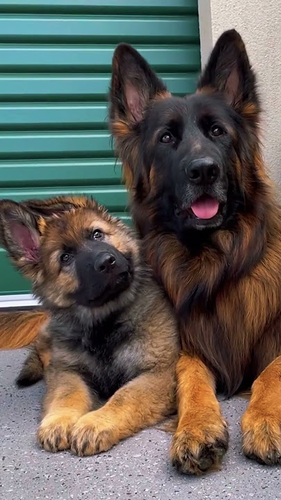 Can Dogs Sense Danger Before You Do?