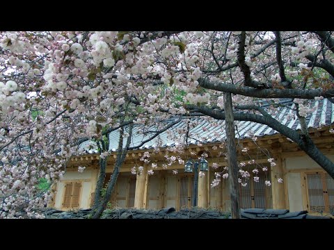 서산 개심사 겹벚꽃 청벚꽃 구경 (20120429) - Seosan Gaeshimsa