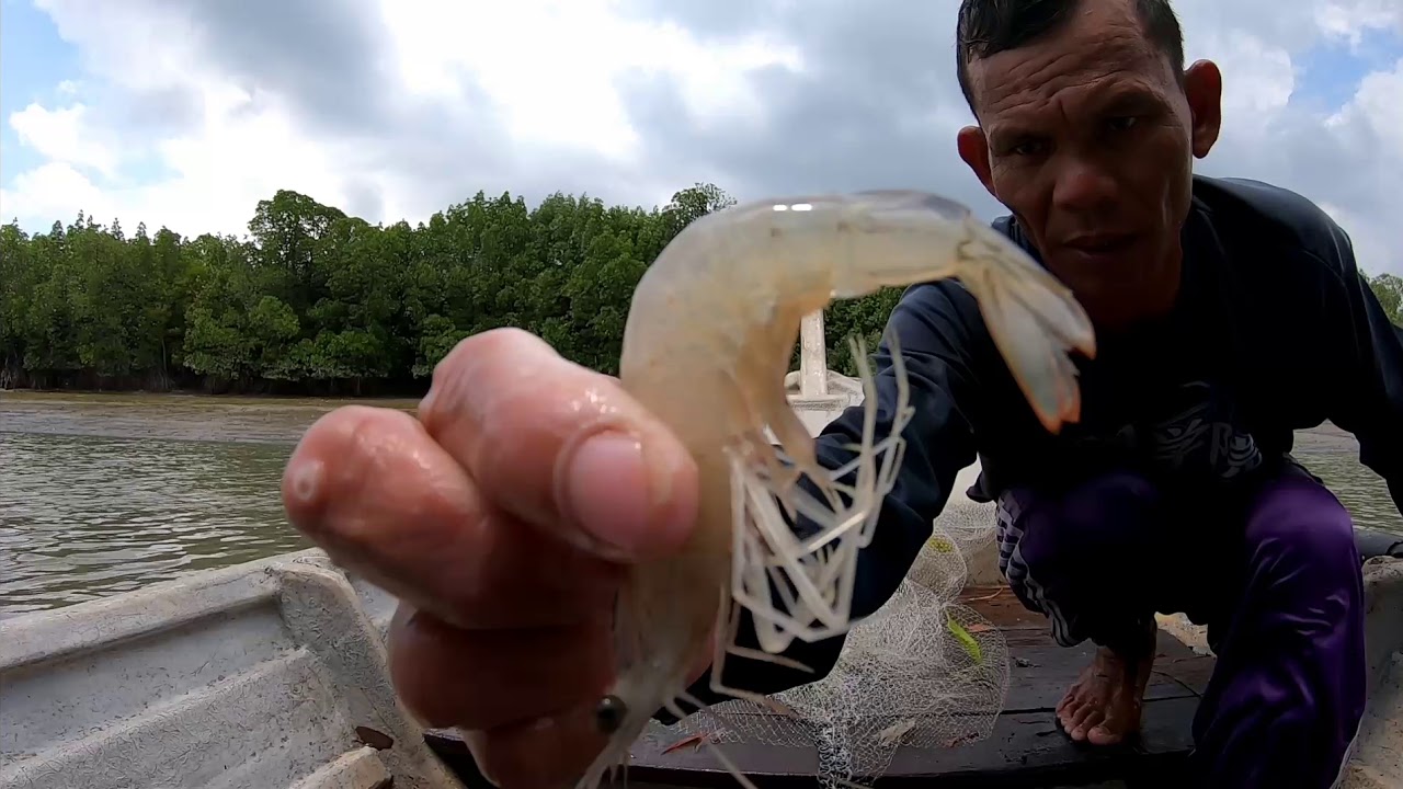 Menjala dan menjaring ikan belanak - YouTube