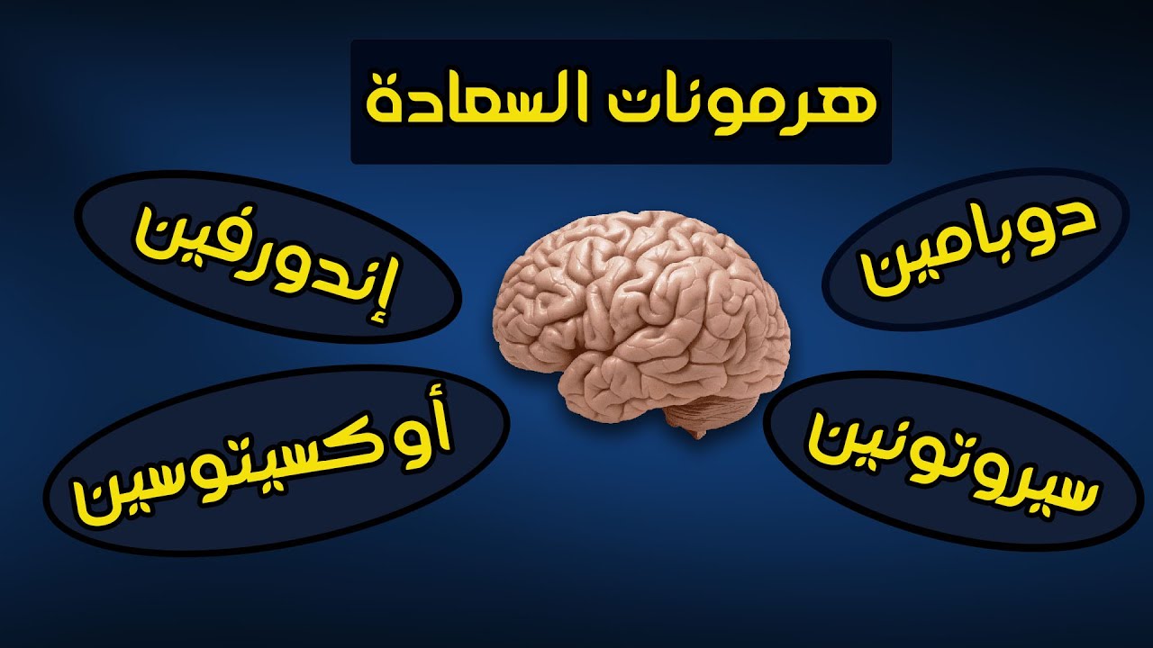 هرمونات السعادة الأربعة | أطعمة وأشربة ترفع هرمونات السعادة والحب والمزاج