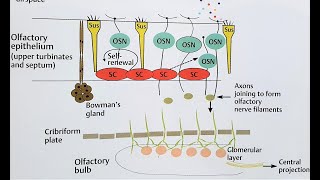 OLFACTORY EPITHELIUM Anatomy | Location in NOSE