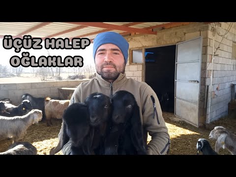 DOĞUMLAR BAŞLADI !!