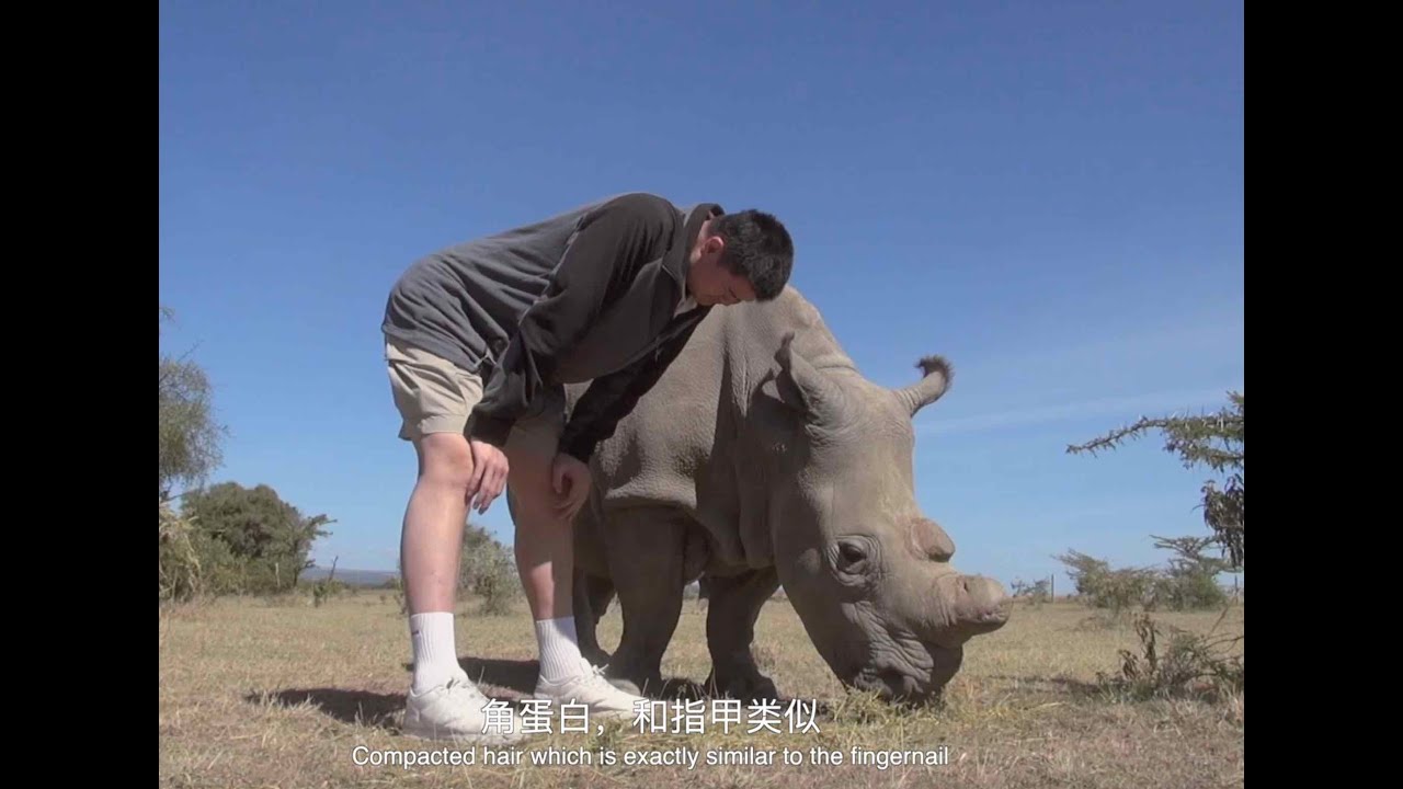 What I Found in Africa (Rhinos) - Yao Ming