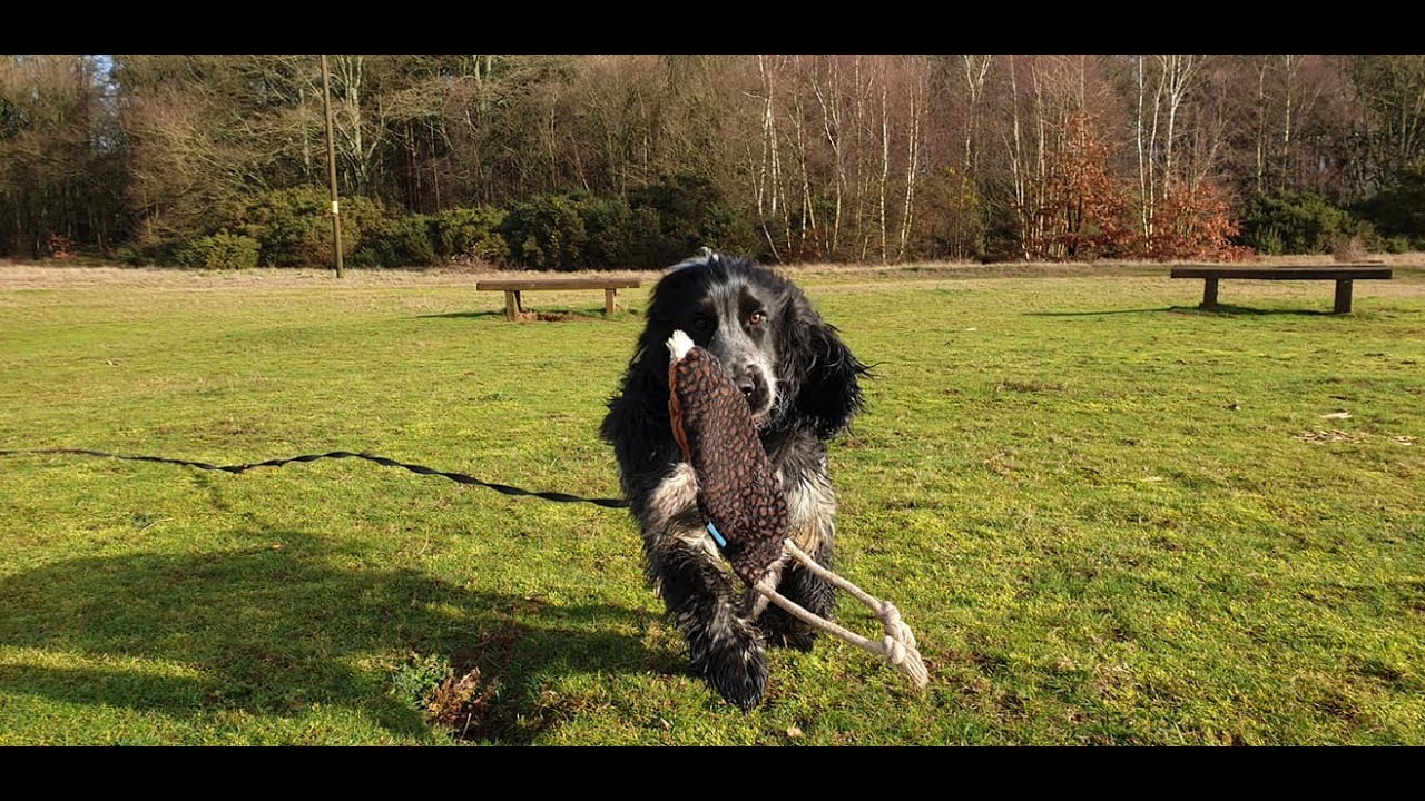 Cocker Spaniel Rolo Rolo the Cocker Spaniel - 4 Weeks Intensive Collect & Train Course ...