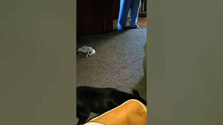 A Man and his dog having a talk