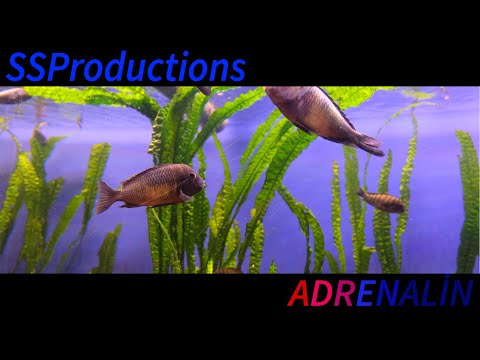 Adrenalin - Kısa Film - Short Movie