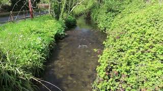 Swarming Mayflies