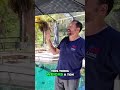 Epic Backyard Umbrella Upgrade: Huge & Super Cool! #shorts