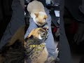 うちのヌッコのせいで足を痛めそう #shorts #ケツドラム猫 #笹かま猫