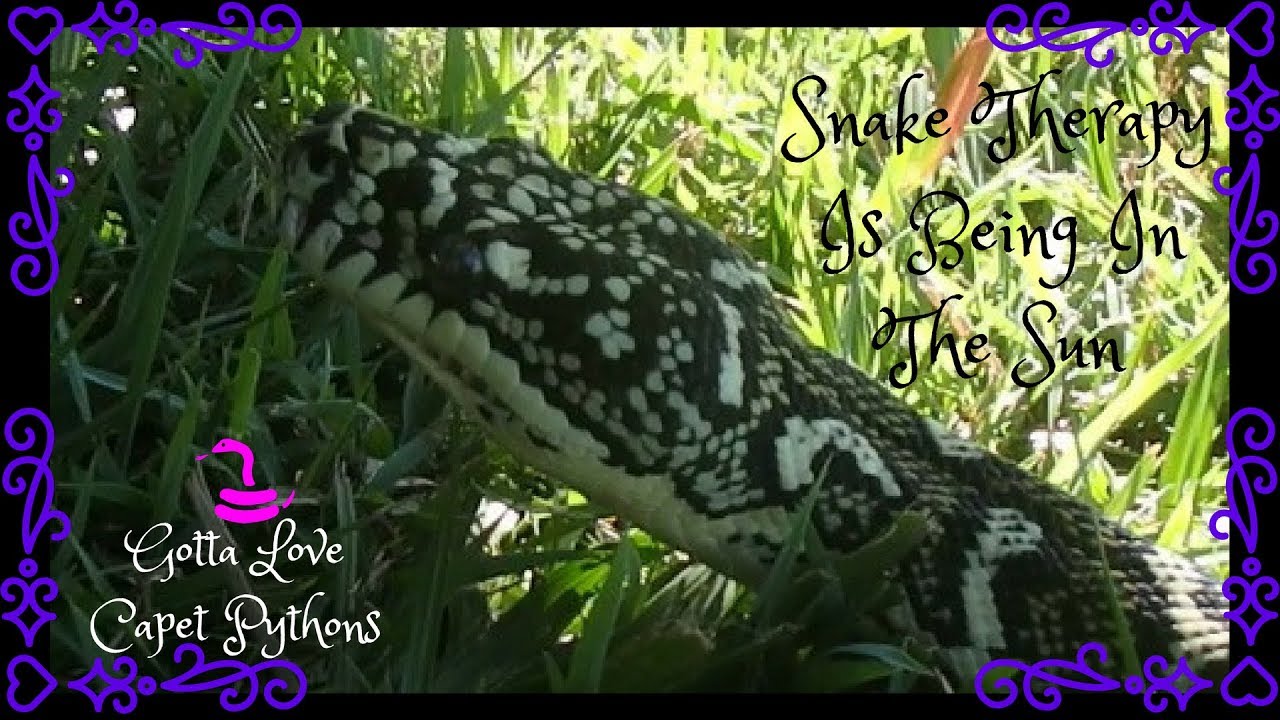 Snake Therapy After An Respiratory Infection YouTube