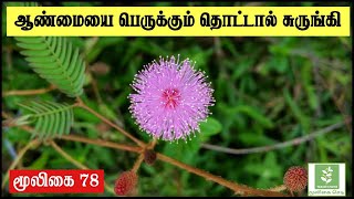 Thottal Surungi | தொட்டால் சிணுங்கி வசியம் | Mimosa Pudica | Touch Me Not Plant | Sensitive Plant