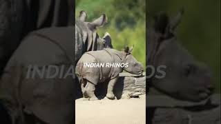 गैंडे की कौनसी प्रजाति तैर सकती है / which species of rhinos can swim | #shorts #rhino #rhinofact