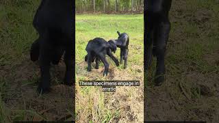 Wait for the Head-Butt! 🐐 High-Spirited Antics#goat #farming #animals #farm #youtubeshorts #youtube