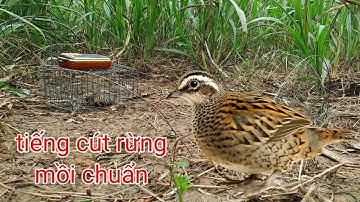 tiếng cút rừng ( mồi ) kêu chuẩn 2023