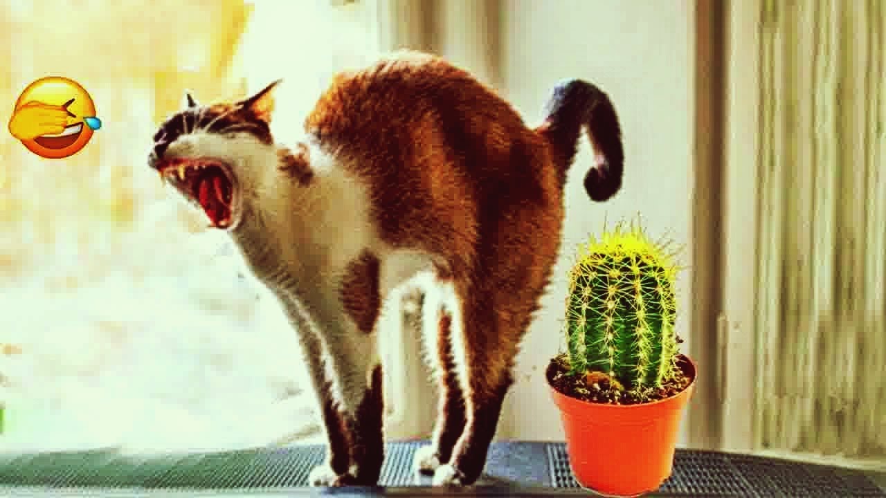 CLASSIC Dog and Cat Videos 🐱😸🐷 1 HOURS of FUNNY Clips 😻 Cute baby animals videos 2024