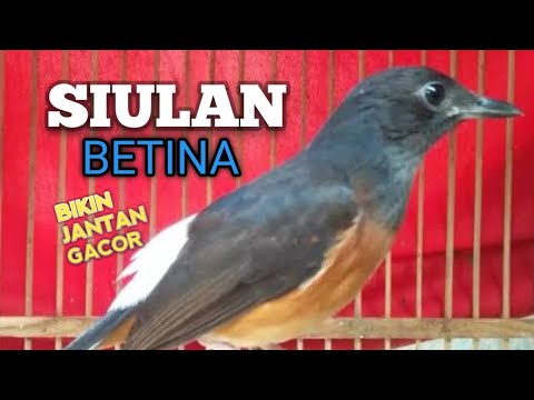 SUARA MURAI BATU BETINA memanggil jantan agar Emosi jadi NYAUT BUNYI GACOR BONGKAR MATERI ISIAN 