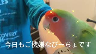 鯛めしピーポ by ピーポチャンネル 284 views 1 year ago 2 minutes, 57 seconds