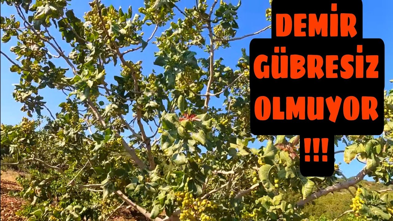 Antep fıstığına 3. ilaçlama/ ağaçlarda büyük Demir eksikliği...