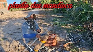 PLANTAMOS A ROÇA DE MANDIOCA