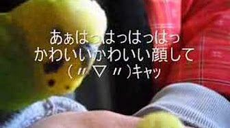 しゃべる鳥 Youtube しゃべる鳥 Youtube