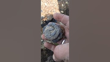 surprise surprise. #fossil #fossilfinds #fossilhunter #ammonite #whitby #comedy #fossilflip #singing
