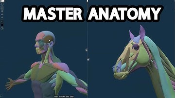 New Software For Comparative Anatomy | Anastomia