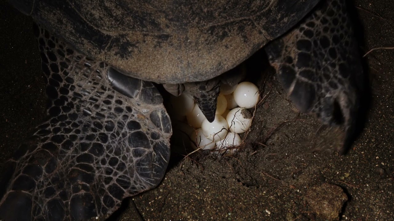 アオウミガメの産卵 】世界自然遺産・小笠原諸島 【 Green Turtle