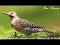 Amazing northern flicker wildlife photography how to take great pictures of animals and birds